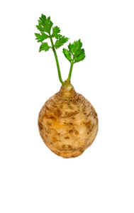 根系 植物 蔬菜 芋头 叶子 有机