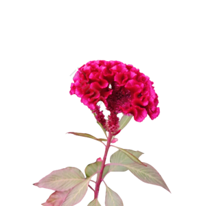 秋季 鲜艳 红色 鸡冠花 艳丽色 大气