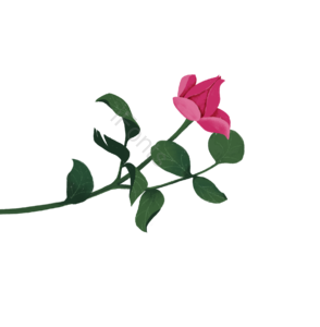 七夕 玫瑰 花 红色 鲜花 手绘 红花绿叶 妇女节