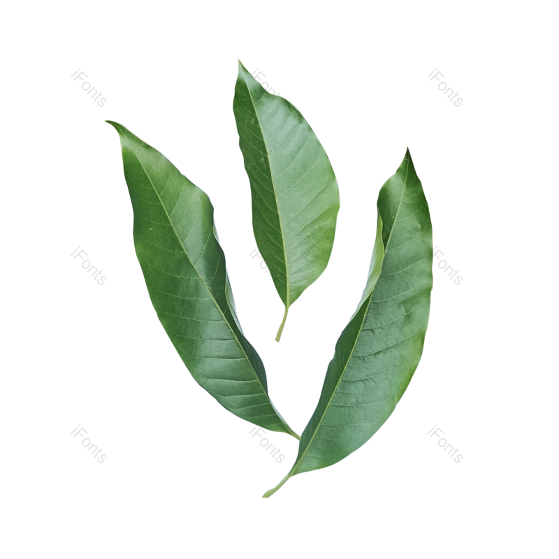 叶子图片,春季元素,PNG,免抠素材