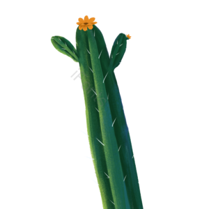仙人棍 肉肉 仙人掌 黄花 手绘 仙人球