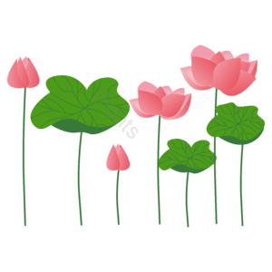 荷花 大暑 小暑 莲花 荷叶 花 二十四节气