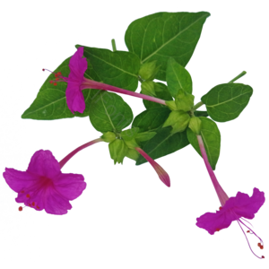 秋户外 紫红色 小喇叭花 童年回忆 耳环吊 花草