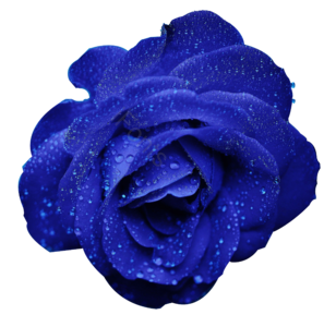 蓝色 露水 花卉 玫瑰 浪漫 芬芳