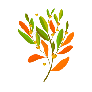 美化 环境 花卉 植物 绿色 橘色 