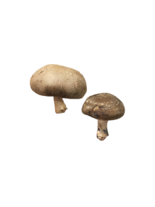 实拍 新鲜 蘑菇 香菇 食材 健康