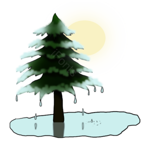 融化 松树 积雪 融化的雪水 太阳 冬春交替