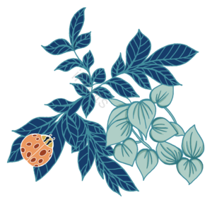 花卉 植物 大自然 动物 瓢虫 叶子 