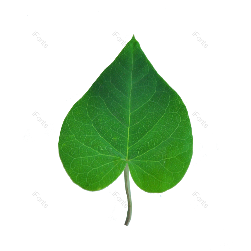 叶子图片,树叶元素,树枝PNG,绿植免抠素材