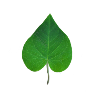 树叶 绿植 叶子 绿色的树叶 树枝 植物