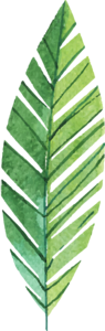 小清新 绿色植物 手绘 插画 节日素材 免扣