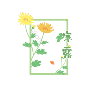 24节气 菊花 寒露  节日 节气素材 菊花素材 二十四节气