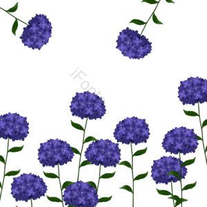 夏 紫色绣球花 手绘插画 png免抠 绣球花边