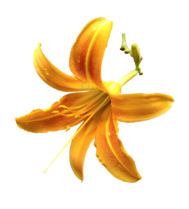 花 堇菜花 黄花 png 实拍 免抠