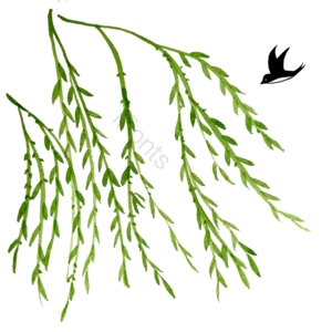 夏天 燕子 柳树 绿色 翠柳 植物  春季