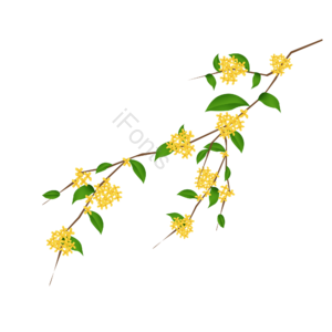 桂花枝 桂花 中秋 中秋节 传统佳节 花枝 树枝 