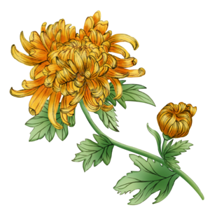 手绘 中国风 菊花 花卉 花苞 植物 复古 民国风
