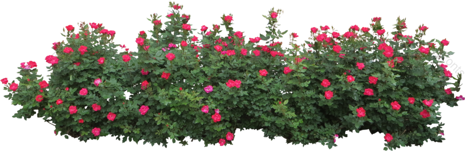红色 绿色 花 植物 灌木 观赏