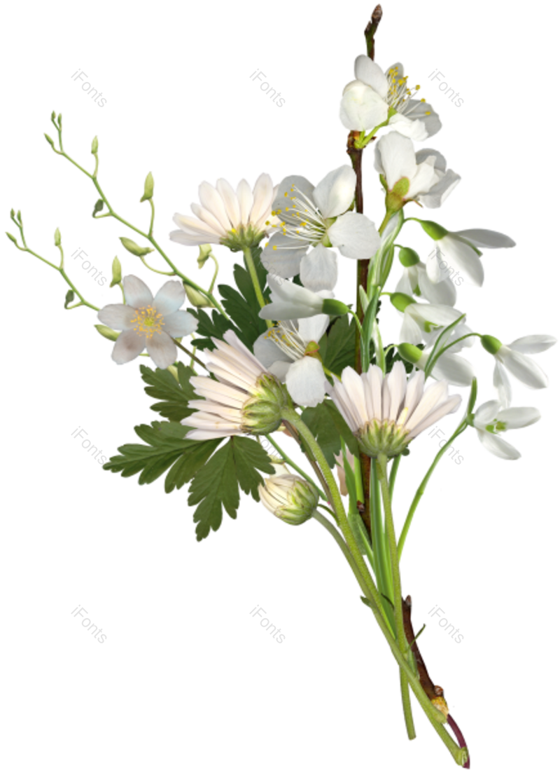 清新图片,花卉元素,鲜花PNG,白色花免抠素材