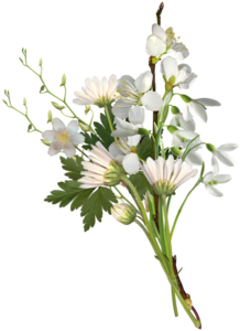 白色花 清新 植物 鲜花 花束 花卉