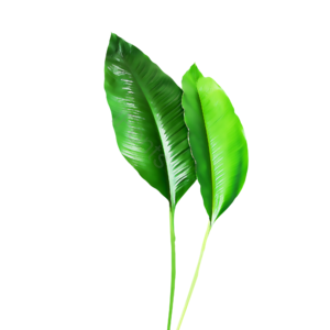绿色 植物 叶子 绿叶 油彩 青色叶子  春天