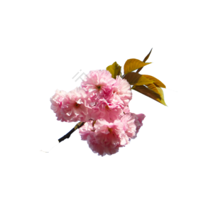 公园 樱花 粉色 美丽 花朵 春季 春季 樱花季