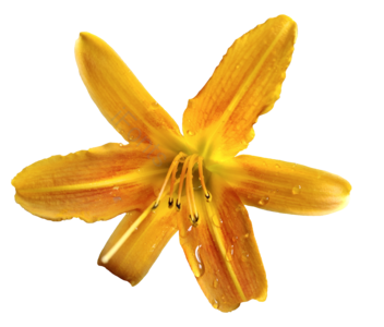 堇菜花 黄色 水滴 实拍 免抠 黄花菜