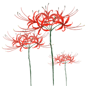 母亲节 表白节 手绘 红色 彼岸花 花朵 装饰