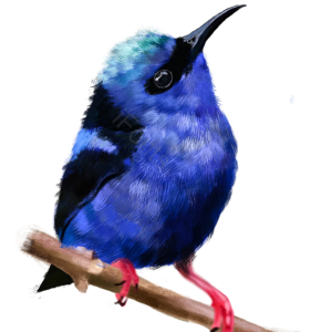 鸟儿 春天 插画 psd 多彩 png 春季