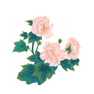母亲节 告白节 粉色 芙蓉 花朵 绿叶 装饰 春天