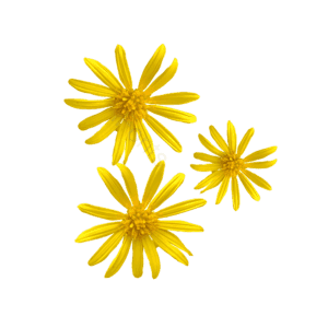 黄色 小雏菊 可爱 花花 小菊花 太阳花