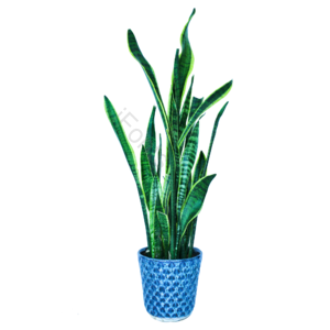 绿植 盆栽 兰花 虎皮兰  一盆花 花 花盆