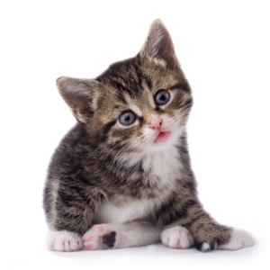猫 动物 深色 花纹 可爱 思索