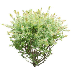 黄色 白色 绿色 灌木 植物 观赏