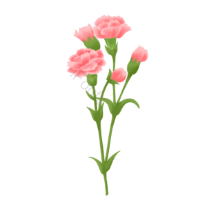母亲节 粉色 康乃馨 花朵 礼物 装饰 春天 花