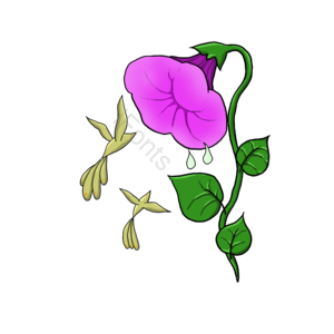 牵牛花 水滴 小鸟 手绘 春天 大自然 春季