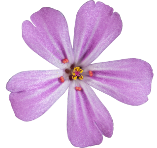 紫色 花瓣 花朵 蓝花丹 植物 五