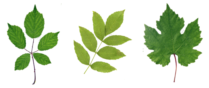 绿色 植物 桑叶 树叶 效果图 PNG
