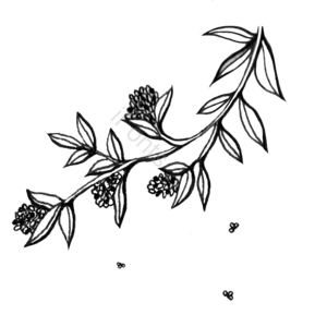 黑白 线条 植物 花卉 叶子 果实 插画 卡通