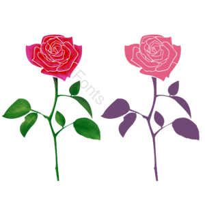 浪漫 玫瑰花 花朵 母亲 装饰 女人 可爱 女神节
