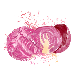 春夏 水彩 紫甘蓝 紫色 蔬菜 白菜 喷溅