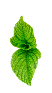 叶子 绿色 薄荷 植物 清新 绿叶素材 茶 春天