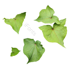 叶子 绿色 叶片 实拍 png 免抠素材 春天 春季