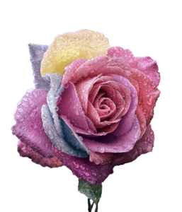 色彩 玫瑰花 效果图 粉色 紫色 花瓣