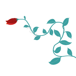 玫瑰 月季花 藤 手绘 植物 插画