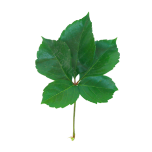 树叶 绿植 叶子 绿色的树叶 树枝 植物
