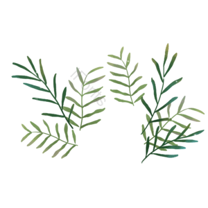 绿植 草 绿叶 树叶 植物 手绘 春季