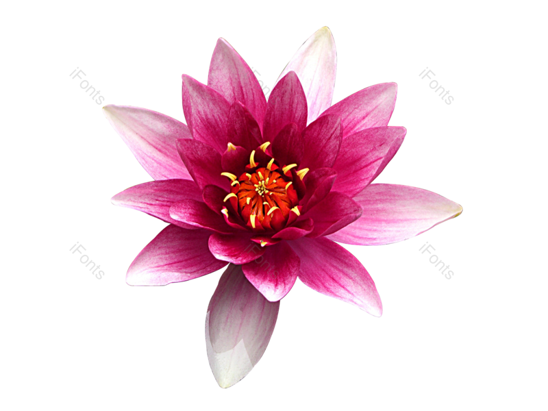 荷花图片,花瓣元素,植物PNG,粉色免抠素材