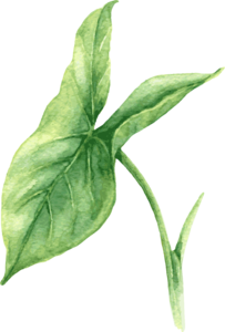手绘 绿色植物 水彩 风格 装饰 免扣素材