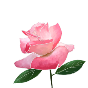 鲜花 插画 粉色 厚涂 装饰 psd